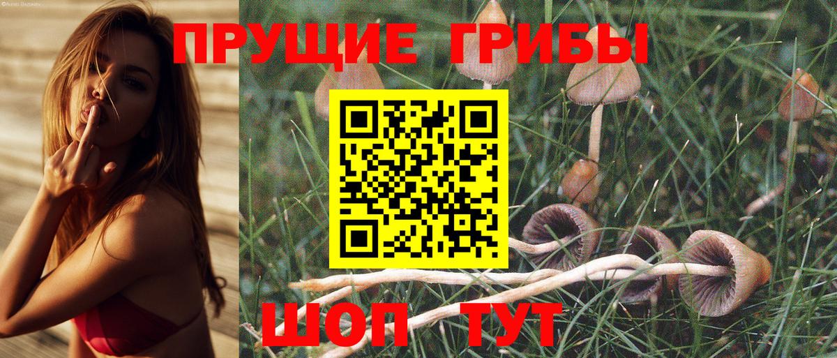 Мирный  Псилоцибиновые грибы Cubensis  Вход с VPN 
